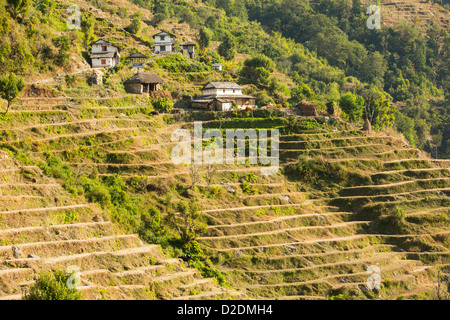 L'agriculture de subsistance dans la région de l'Annapurna Himalaya au Népal. Le terrassement a été développée au cours des siècles Banque D'Images