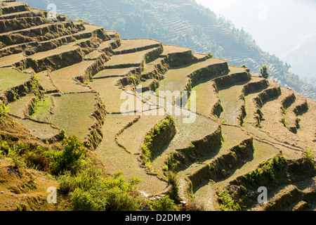 L'agriculture de subsistance dans la région de l'Annapurna Himalaya au Népal. Le terrassement a été développée au cours des siècles Banque D'Images