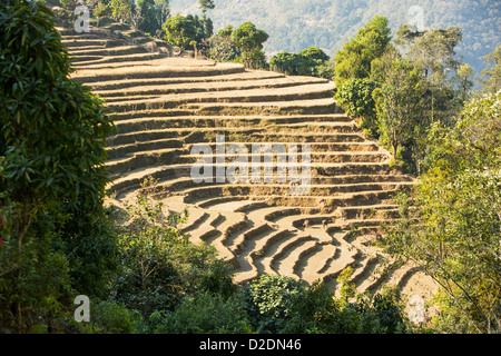 L'agriculture de subsistance dans la région de l'Annapurna Himalaya au Népal. Le terrassement a été développée au cours des siècles Banque D'Images