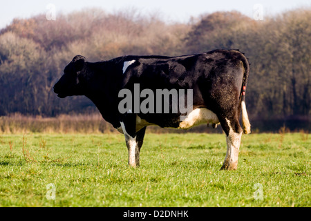 Fresian vaches paissant dans un champ dans les North Downs au Upper Gatton, près de Reigate, Surrey Banque D'Images