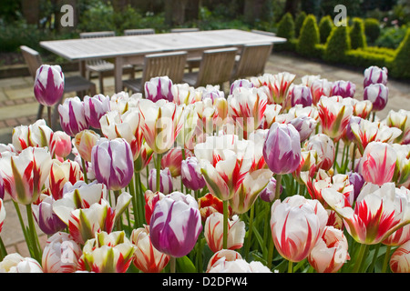 Old Fashioned Broken Tulipes et Table et chaises de jardin en bois Banque D'Images