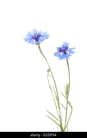 Deux fleurs de lys bleu isolated on white Banque D'Images