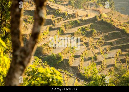 L'agriculture de subsistance dans la région de l'Annapurna Himalaya au Népal. Le terrassement a été développée au cours des siècles Banque D'Images