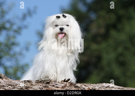 Chien chien Bichon Maltais Maltais / adultes assis face Banque D'Images