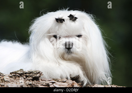 Chien chien maltais Bichon Maltais / portrait adultes Banque D'Images