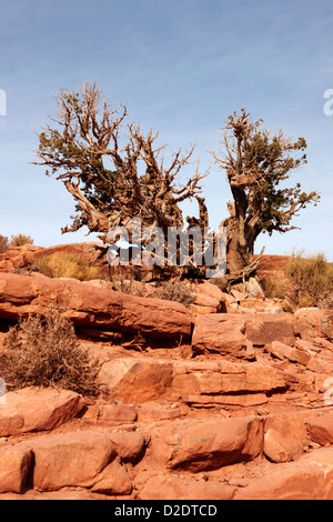 Vieux knarled arbre buisson à guano point Grand Canyon West arizona usa Banque D'Images