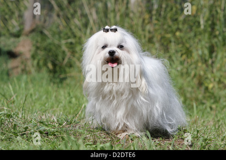 Chien chien Bichon Maltais Maltais / adultes debout dans l'herbe Banque D'Images