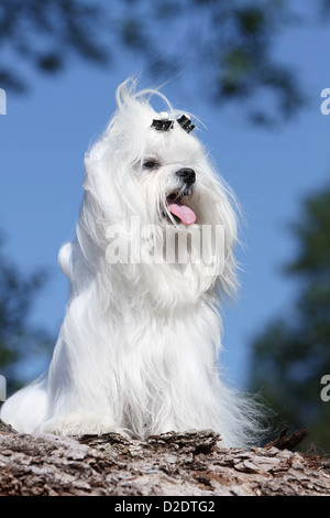 Chien chien maltais Bichon Maltais / profil de séance adultes Banque D'Images