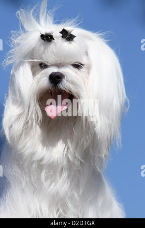 Chien chien maltais Bichon Maltais / portrait adultes Banque D'Images