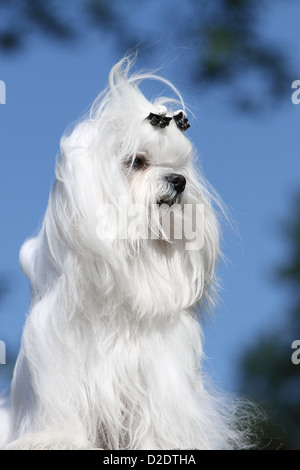 Chien chien maltais Bichon Maltais / portrait adultes Banque D'Images