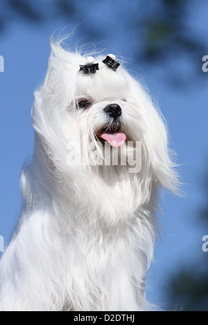 Chien chien maltais Bichon Maltais / portrait adultes Banque D'Images