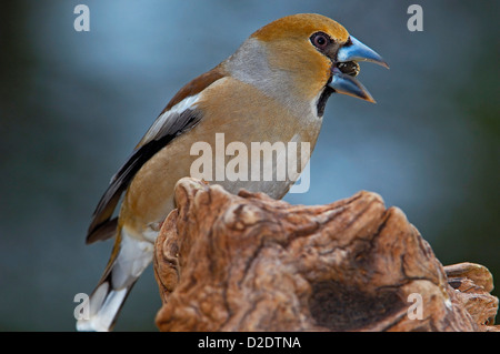 (Coccothraustes coccothraustes Hawfinch). Andujar, Jaen province, Andalusia, Spain Banque D'Images