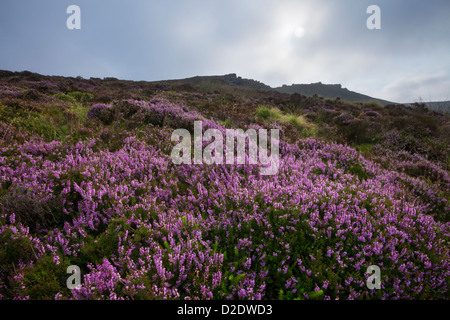 Bruyère commune /} {Ling Calluna vulgaris en fleurs sur le bord de la Derwent, parc national de Peak District, Derbyshire, Royaume-Uni. Septembre. Banque D'Images