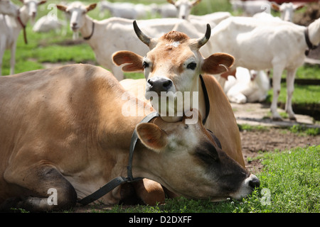 Birkholz, Allemagne, de vaches et de chèvres dans une ferme Banque D'Images