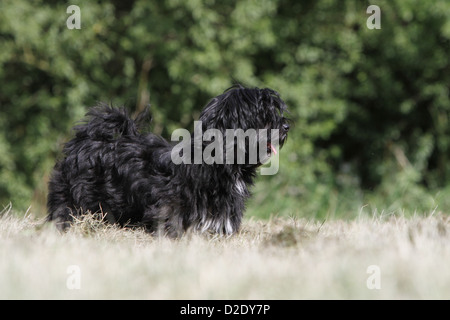 Bichon Havanais chien Havanais / / Havaneser chiot (noir) dans un pré Banque D'Images