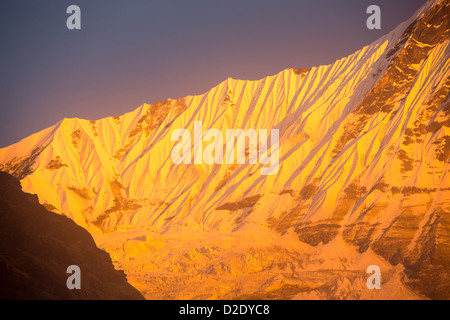 Alpenglow au coucher du soleil sur l'Annapurna Machapuchare, sanctuaire, Nepelese Himalaya. Banque D'Images