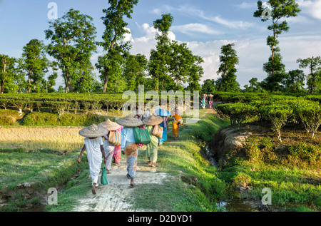 Thé feuille exploitants retour à la maison à la fin d'une dure journée de travail sur la plantation près de Jorhat, Assam, Inde. Banque D'Images