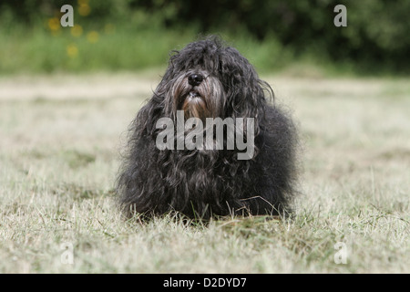 Bichon Havanais chien Havanais / / Havaneser adulte (noir) dans un pré Banque D'Images