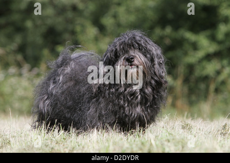 Bichon Havanais chien Havanais / / Havaneser adulte (noir) dans un pré Banque D'Images