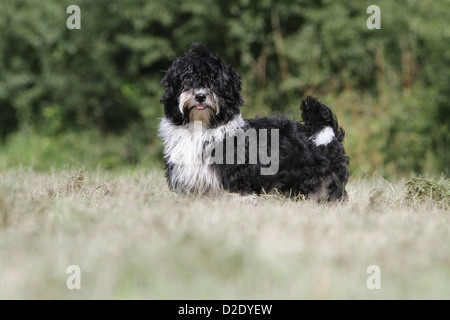 Bichon Havanais Bichon Havanais chien / chiot / Havaneser (noir et blanc) dans un pré Banque D'Images