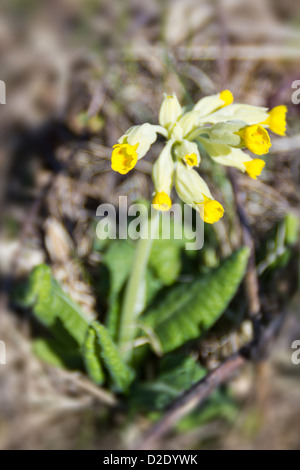 Gullviva (Primula veris) Banque D'Images