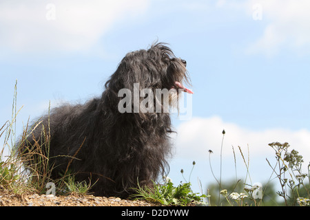 Bichon Havanais chien Havanais / / Havaneser adulte (noir) dans un pré Banque D'Images