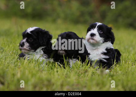 Bichon Havanais chien Havanais / / Havaneser trois chiots différentes couleurs (noir et blanc, noir) assis dans l'herbe Banque D'Images