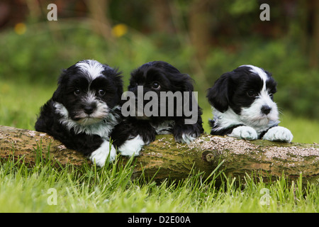 Bichon Havanais chien Havanais / / Havaneser trois chiots différentes couleurs (noir et blanc, noir) allongé sur un bois Banque D'Images