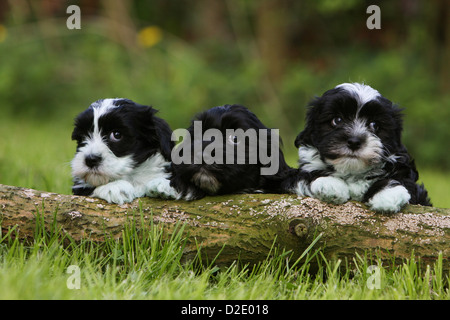 Bichon Havanais chien Havanais / / Havaneser trois chiots différentes couleurs (noir et blanc, noir) allongé sur un bois Banque D'Images