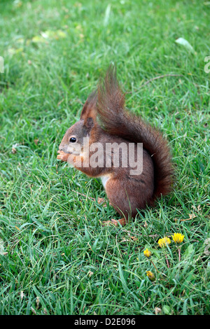 Un écureuil roux (Sciurus vulgaris) assis sur l'herbe (à Vienne, Autriche). Banque D'Images