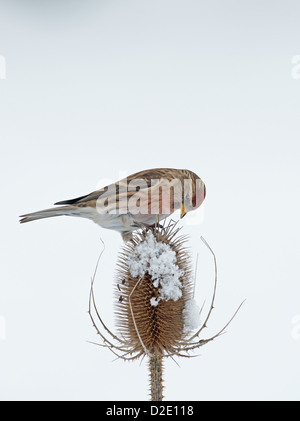 Sizerin flammé (Carduelis moindre mâle cabaret) Perché sur la neige a couvert cardère (Dipsacus fullonum) l'hiver. Uk Banque D'Images