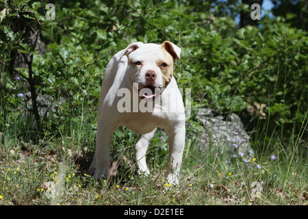 Chien Bouledogue américain / Bully puppy standing face Banque D'Images