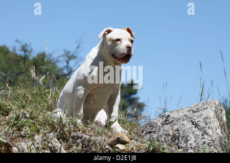 Chien Bouledogue américain / Bully puppy sitting on the rocks Banque D'Images