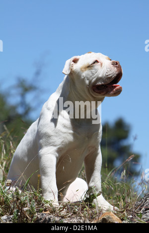Chien Bouledogue américain / Bully puppy sitting profile Banque D'Images