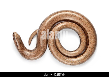 Ver lent {} Anguis fragilis, photographié sur un fond blanc. Midi-pyrénées, Pyrénées, France. En août. Banque D'Images