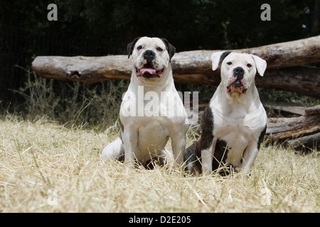 Chien Bouledogue américain / Bully deux adultes assis dans un pré Banque D'Images