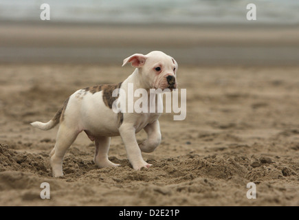 Chien chiot Bouledogue américain Bully / debout sur la plage paw soulevées Banque D'Images