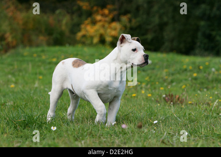 Chien chiot Bouledogue américain / Bully dans un pré paw soulevées Banque D'Images
