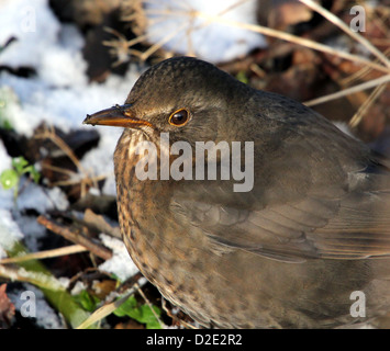 Les close-up of Eurasian Blackbird (Turdus merula) Banque D'Images