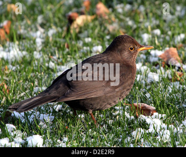 Les close-up of Eurasian Blackbird (Turdus merula) Banque D'Images