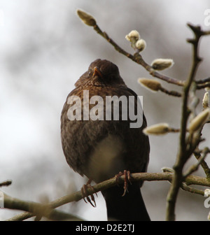 Les close-up of Eurasian Blackbird (Turdus merula) Banque D'Images