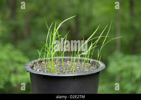 Des plants de riz. Koshihkan japonais, variété Oryza sativa Banque D'Images