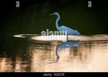 Grande Aigrette Ardea alba, dans un petit lac dans le parc national de Sarigua, Herrera province, République du Panama. Banque D'Images