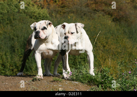 Chien Bouledogue américain / Bully deux adultes dans un pré Banque D'Images