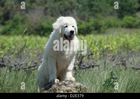 Polonais de Podhale chien / montagne Tatra Sheepdog / chiot Podhale debout sur un rocher Banque D'Images