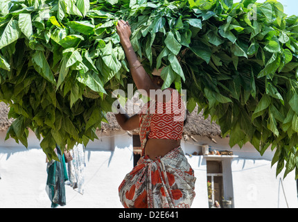 Femme indienne transportant des plantes, Mulberry nourriture pour les vers à soie, au moyen d'un village de l'Inde rurale. L'Andhra Pradesh, Inde Banque D'Images