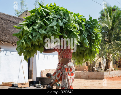 Femme indienne transportant des plantes, Mulberry nourriture pour les vers à soie, au moyen d'un village de l'Inde rurale. L'Andhra Pradesh, Inde Banque D'Images