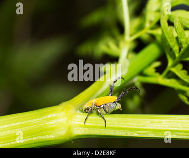 Séjour hannetons dans les usines de la tige. Banque D'Images