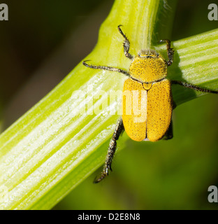 Séjour hannetons dans les usines de la tige. Banque D'Images