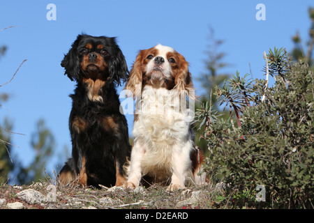 Chien Cavalier King Charles Spaniel des profils de couleurs différentes (noir et feu, Blenheim) assis sur le sol Banque D'Images